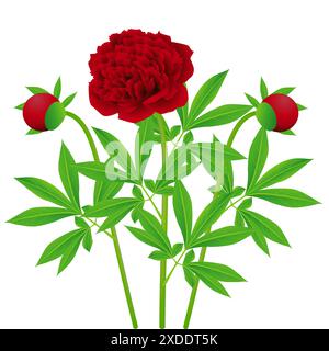 Fleurs pivoines rouges avec des feuilles sur un fond blanc. Illustration de Vecteur