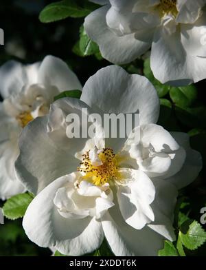 Rosa Nevada Banque D'Images