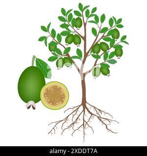 Arbre feijoa avec racines et fruits sur blanc. Illustration de Vecteur