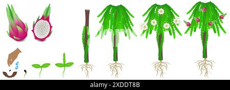 Cycle de croissance d'une plante pitahaya sur fond blanc. Illustration de Vecteur