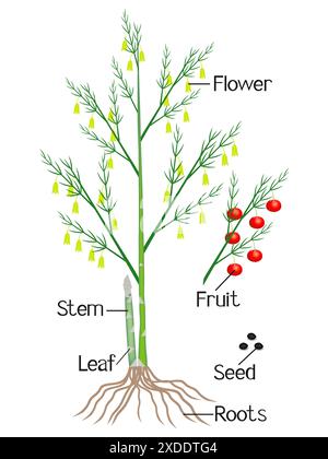 Illustration montrant des parties d'une plante d'asperges. Illustration de Vecteur