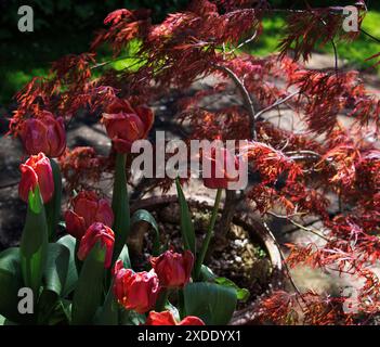 Acer palmatum «Hana Matoi» et nouveau bulbe Tulipa «Michael» Banque D'Images