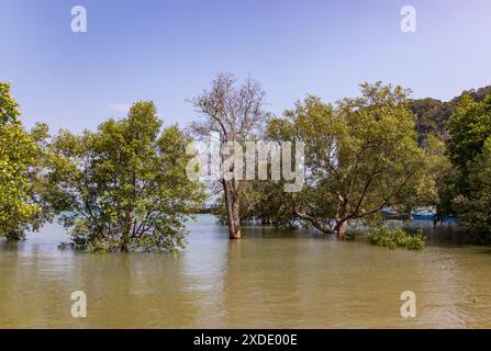 Une photo de plusieurs arbres submergés par la marée haute à Railay Beach East. Banque D'Images