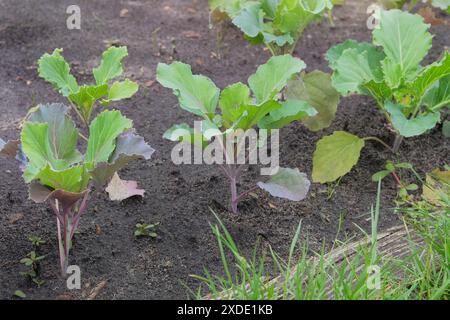 Les semis de chou sont plantés dans le jardin du village. Culture de légumes dans le jardin de la ferme. Banque D'Images