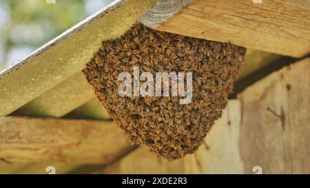 Une ruche d'abeilles sauvages se sont attachées à la grange. Banque D'Images