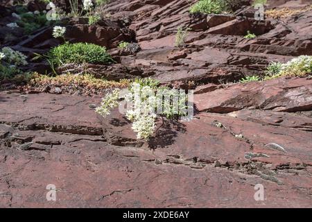 Les plantes sauvages poussent sur les pentes rocheuses le long des gorges de Daluis, réserve naturelle régionale, sud de la France Banque D'Images