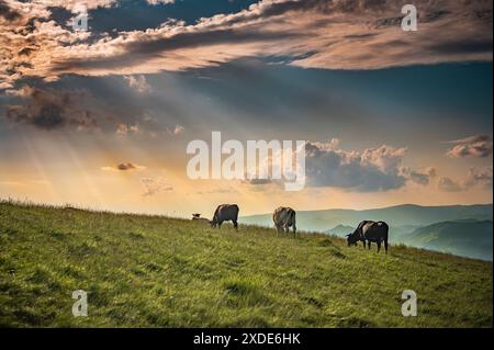 Coucher de soleil spectaculaire avec des vaches en liberté sur un pâturage dans une zone montagneuse en Transylvanie, Roumanie Banque D'Images