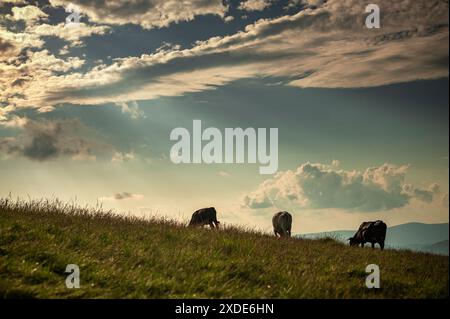 Coucher de soleil spectaculaire avec des vaches en liberté sur un pâturage dans une zone montagneuse en Transylvanie, Roumanie Banque D'Images