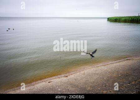 Paysage à la lagune de Curonian par un jour sombre Banque D'Images