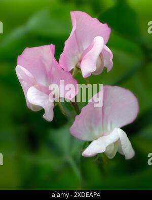 Gros plan de fleur de pois doux Lathyrus odoratus 'Prima Donna' dans un jardin au début de l'été Banque D'Images