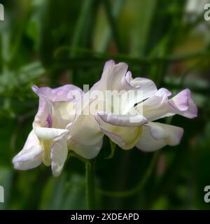 Gros plan des fleurs de Sweet Pea Lathyrus odoratus 'High Scent' dans un jardin au début de l'été Banque D'Images