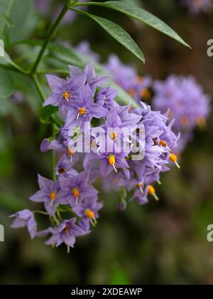 Gros plan des fleurs de Solanum crispum 'Glasnevin' dans un jardin au début de l'été Banque D'Images