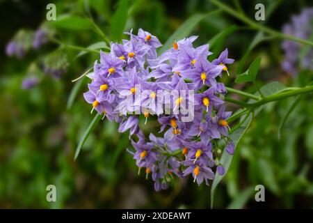 Gros plan des fleurs de Solanum crispum 'Glasnevin' dans un jardin au début de l'été Banque D'Images