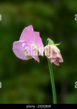 Gros plan de fleurs de pois doux (Lathyrus odoratus 'Alisa') dans un jardin au début de l'été Banque D'Images