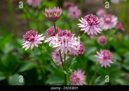 Gros plan de fleurs de masterwort (Astrantia 'Roma') dans un jardin au début de l'été Banque D'Images