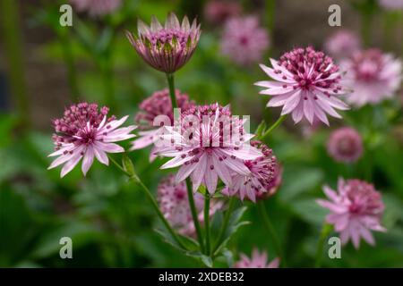 Gros plan de fleurs de masterwort (Astrantia 'Roma') dans un jardin au début de l'été Banque D'Images