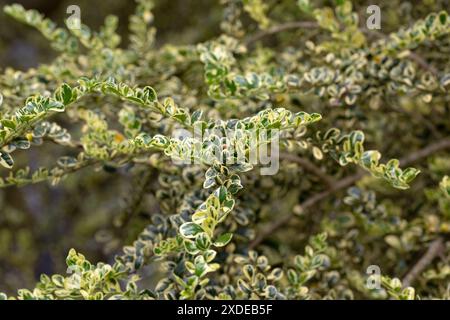 Gros plan du feuillage d'Azara microphylla 'variegata' dans un jardin en été Banque D'Images