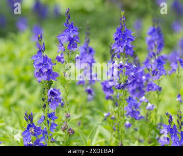 Fleurs de Veronica (variété inconnue) dans un jardin au début de l'été Banque D'Images