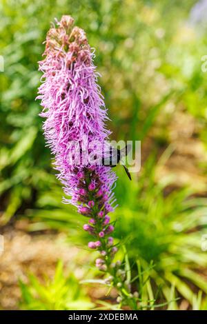 Vue arrière gauche d'une grande abeille charpentier noire occupée à collecter du pollen d'une fleur d'étoile flamboyante des Prairies, ville de Hamamatsu, préfecture de Shizuoka, Japon Banque D'Images