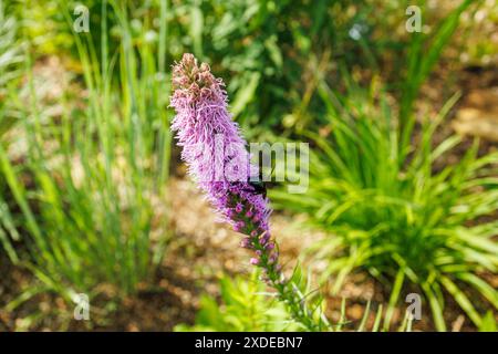 Vue arrière droite d'une grande abeille charpentier noire occupée à collecter du pollen d'une fleur d'étoile flamboyante des Prairies, ville de Hamamatsu, préfecture de Shizuoka, Japon Banque D'Images