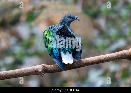 Nicobar Pigeon (Caloenas nicobarica), adulte sur l'arbre Banque D'Images
