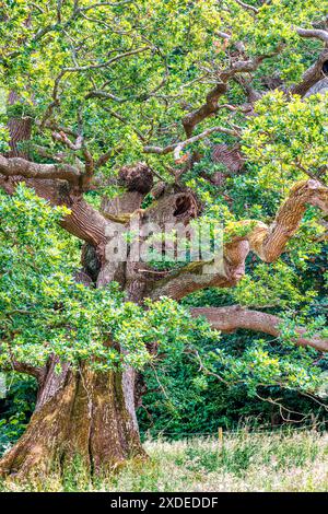 Coeur de chêne, Quercus robur. Ancien chêne anglais de 600 ans, Hinton Ampner, Hampshire, Royaume-Uni Banque D'Images