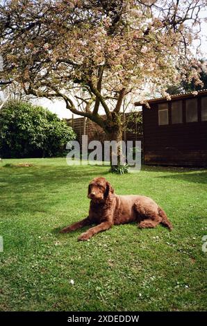 Chien Labradoodle, Medstead, Hampshire, Angleterre, Royaume-Uni. Banque D'Images