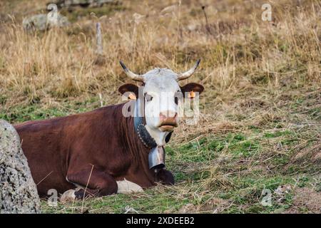 Grande vache valdaostan race à taches rouges avec des cornes couchées et pâturant dans le champ de foin sur la forêt alpine à la campagne Banque D'Images
