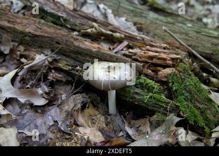 Champignon Death cap en Pennsylvanie Banque D'Images