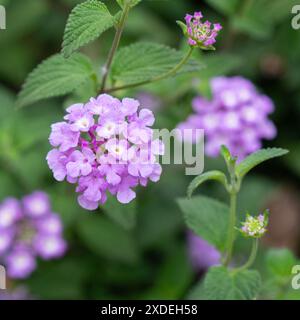 Une image en gros plan d'un arbuste lantana violet en pleine floraison dans un jardin. Banque D'Images