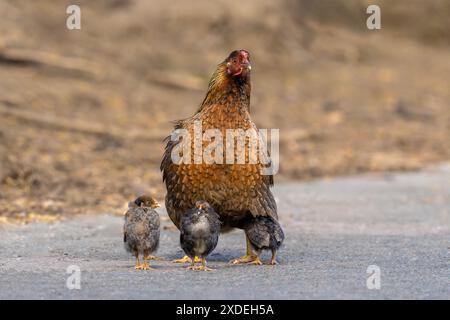Poule avec ses poussins-Gallus gallus domesticus. Banque D'Images