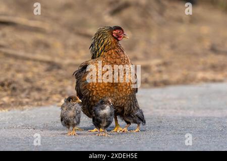 Poule avec ses poussins-Gallus gallus domesticus. Banque D'Images
