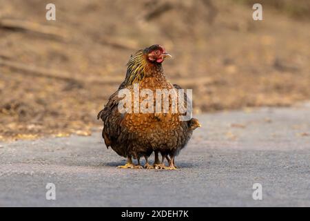 Poule avec ses poussins-Gallus gallus domesticus. Banque D'Images