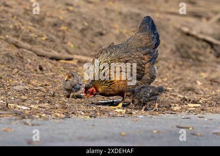 Poule avec ses poussins nourrissant-Gallus gallus domesticus. Banque D'Images