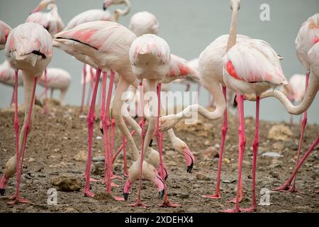 Le troupeau de flamants à la recherche de nourriture sur le rivage de la mer de galets. Pattes et becs roses rose. Plumage blanc et blush. Genoux battus Banque D'Images