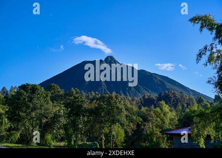 Randonnée une randonnée guidée gorille par une journée ensoleillée dans le parc national des volcans, Rwanda Banque D'Images