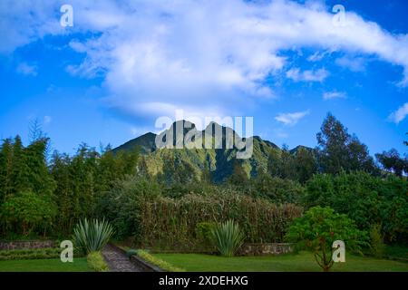 Randonnée une randonnée guidée gorille par une journée ensoleillée dans le parc national des volcans, Rwanda Banque D'Images