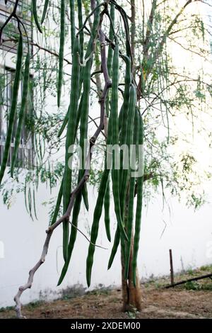 Gousses de pilon immatures (Moringa oleifera) suspendues à un arbre : (pix Sanjiv Shukla) Banque D'Images