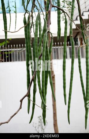 Gousses de pilon immatures (Moringa oleifera) suspendues à un arbre : (pix Sanjiv Shukla) Banque D'Images