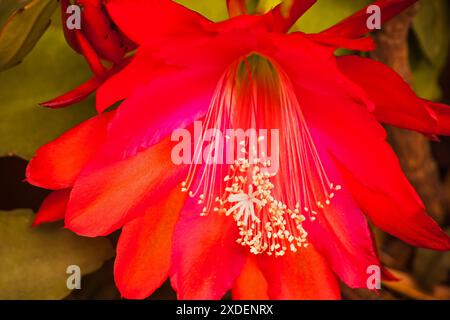 Fleur rouge du Schlumbergera Epiphyllum Cactus 16063 Banque D'Images