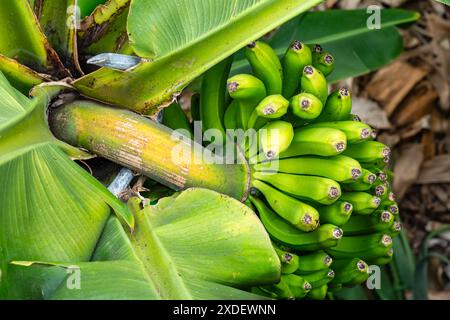 Bananes vertes poussant sur les arbres. Gros plan sur les fruits de la banane tropicale verte sur la plantation de bananes. Plantations de bananes de Tenerife à Tenerife, îles Canaries Banque D'Images