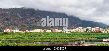 Bananes vertes poussant sur les arbres. Gros plan sur les fruits de la banane tropicale verte sur la plantation de bananes. Plantations de bananes de Tenerife à Tenerife, îles Canaries Banque D'Images
