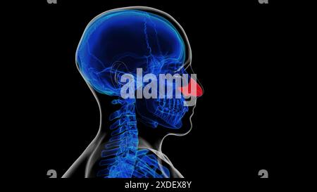 Anatomie du cartilage nasal septal squelettique humain pour l'illustration 3D. Banque D'Images