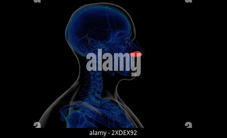 Anatomie du cartilage alaire squelettique humain pour l'illustration 3D du concept médical Banque D'Images