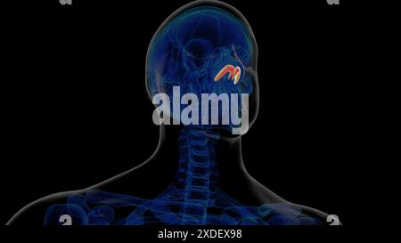 Anatomie du cartilage alaire squelettique humain pour l'illustration 3D du concept médical Banque D'Images