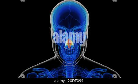 Anatomie du cartilage nasal squelettique humain pour l'illustration 3D du concept médical Banque D'Images