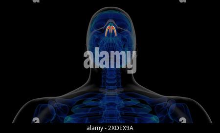 Anatomie du cartilage alaire squelettique humain pour l'illustration 3D du concept médical Banque D'Images