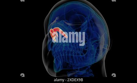 Anatomie du cartilage alaire squelettique humain pour l'illustration 3D du concept médical Banque D'Images