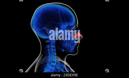 Anatomie du cartilage nasal squelettique humain pour l'illustration 3D du concept médical Banque D'Images