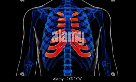 Anatomie du cartilage costal squelettique humain pour concept médical illustration 3D. Banque D'Images